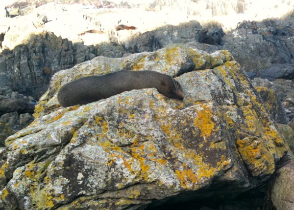 NZ Fur seals on Wellington's South Coast