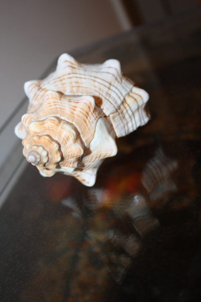 Shell on the fishtank