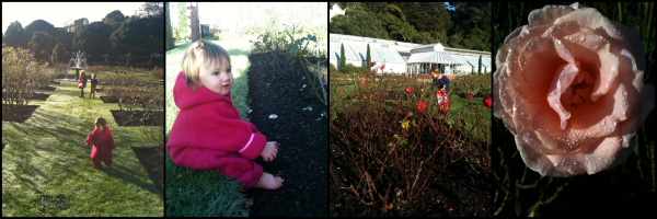 Collecting rose petals in the Botanical Gardens