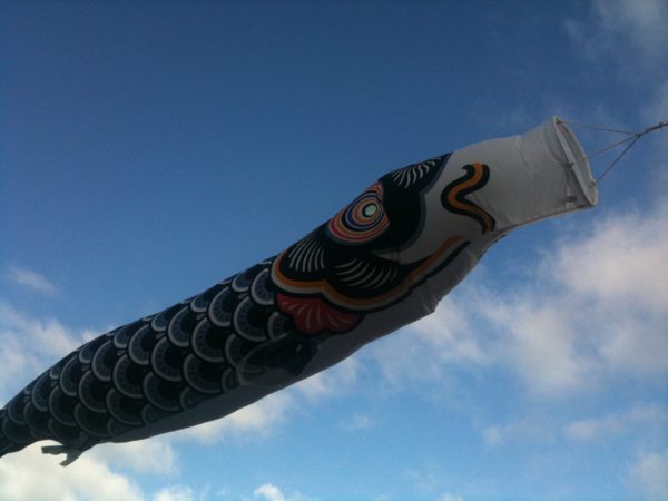 Flying fish outside the Island Bay Marine Education Centre