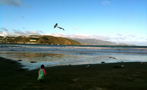 Chasing seagulls at Lyall Bay