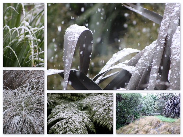 Snow scenes in our garden