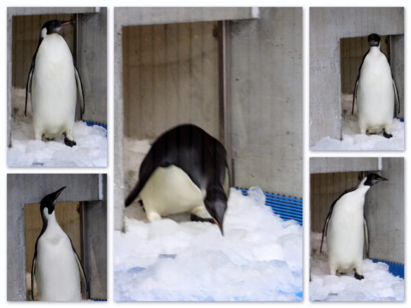 Happy Feet sniffs the snow at Wellington Zoo, whilst awaiting his release back into the wild.