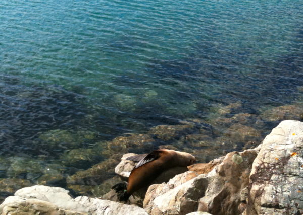 NZ Fur seal on Wellington waterfront