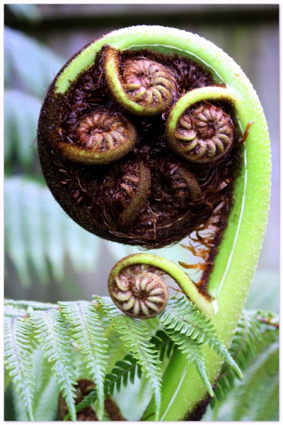 Punga fern frond in my garden