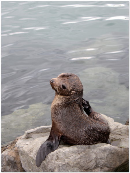NZ Fur seal pup Wellington waterfront
