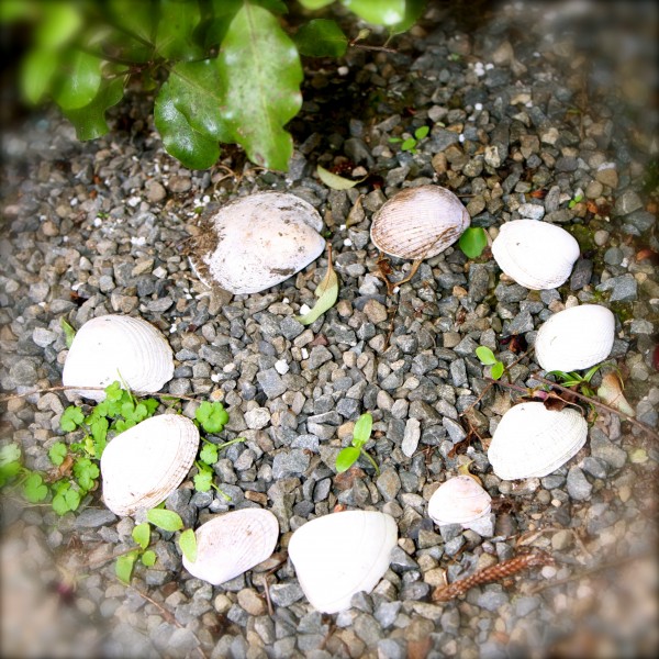 FAIRY CIRCLE OF SHELLS IN THE GARDEN