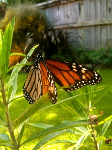 Monarch butterfly laying eggs on the swan plant