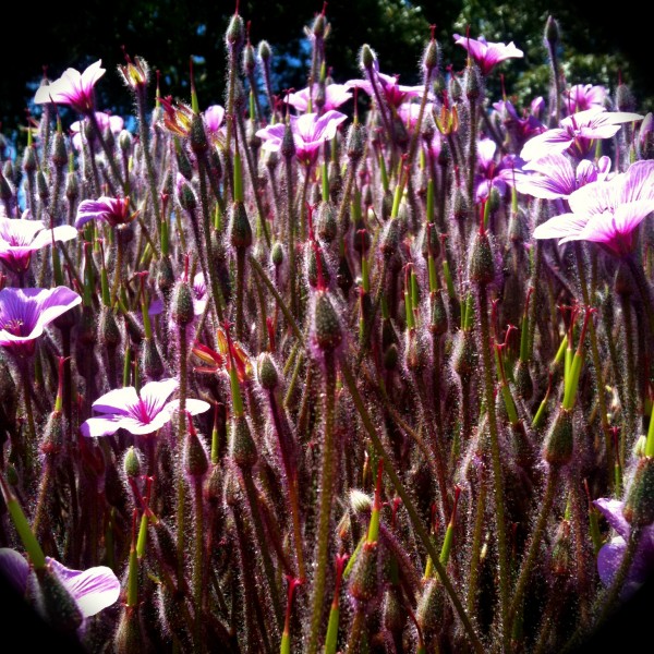 Exotic flowers