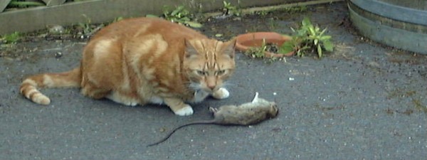 Simba the rat catcher