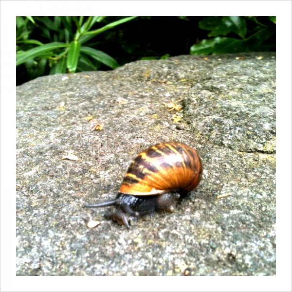 Snail at Te Papa on a 400 million year old boulder rock