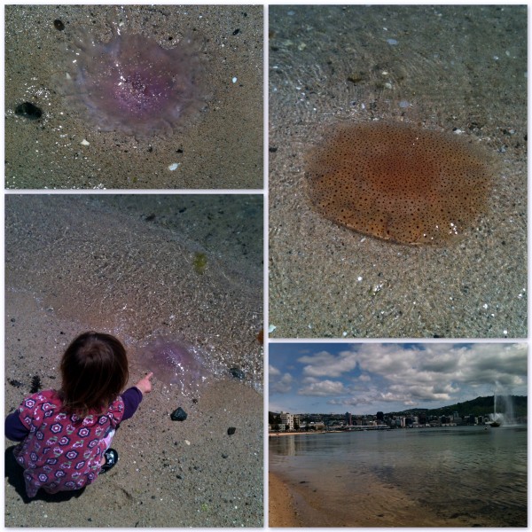Jelly fish at Oriental Bay