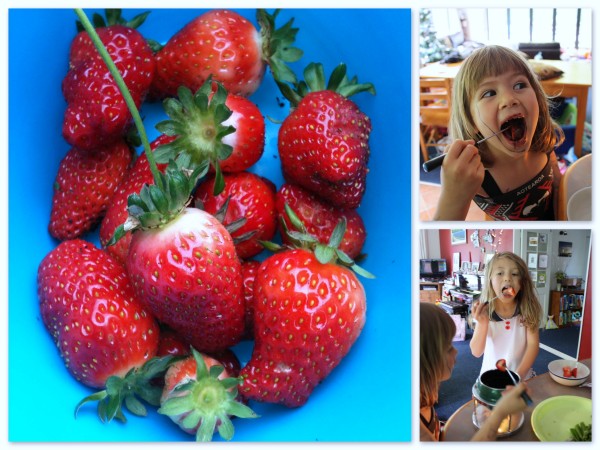 Strawberries from the garden dipped in chocolate