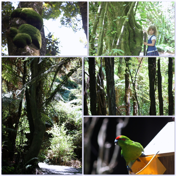 A walk in Nga Manu Nature Reserve