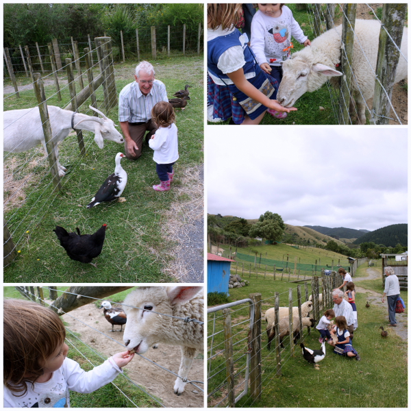 Feeding the animals at Lindale's petting farm on the Kapiti coast