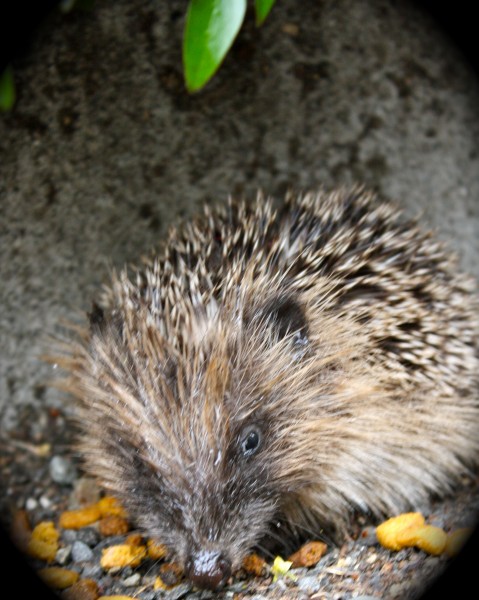 baby hedgehog