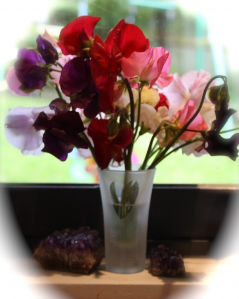 Sweet peas from the garden