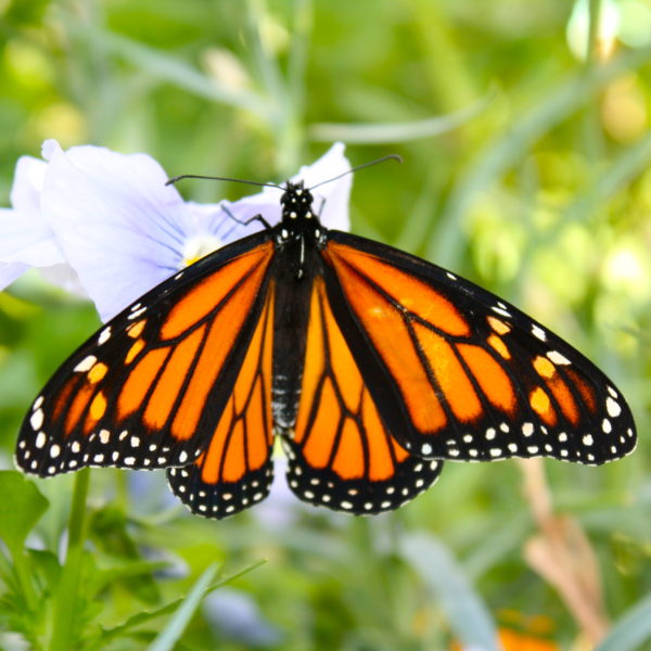 Monarch butterfly visiting the garden