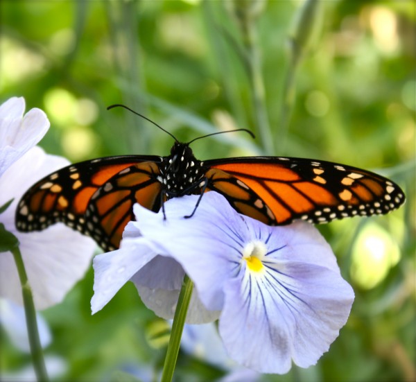 Peek a boo, I see you Monarch