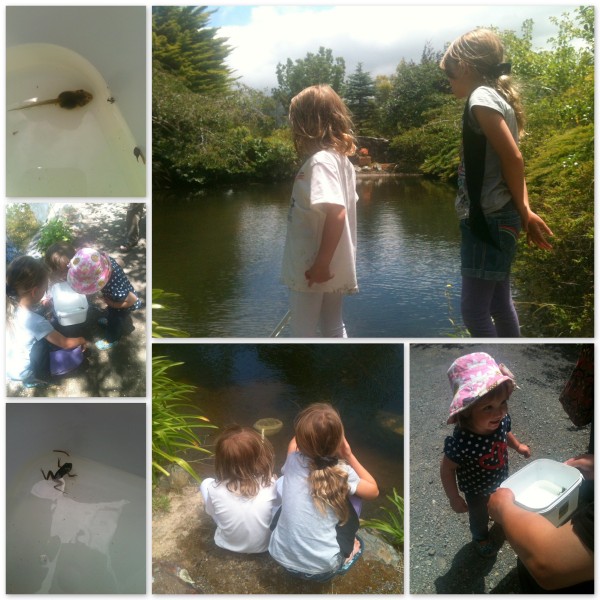 Catching frogs and tadpoles at Kaitoke