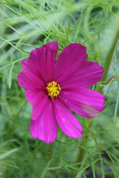 Cosmos flower, the first in the garden