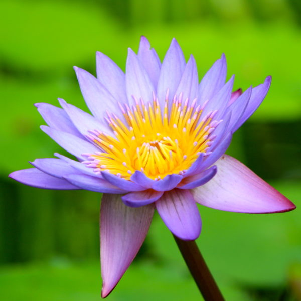 A water lilly in Wellington's Botanic Garden
