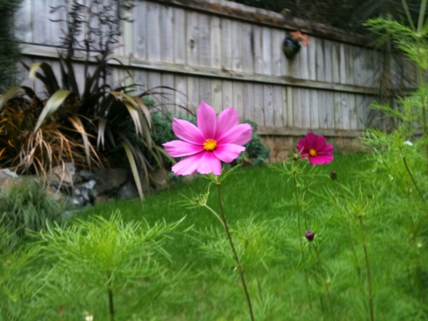 Cosmos in our garden