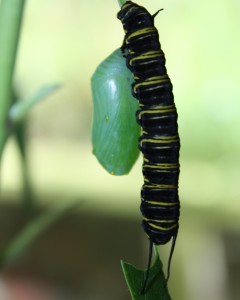 One caterpillar in its chrysalis, another preparing itself with a final leaf