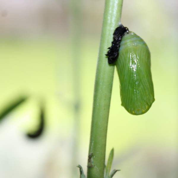 Chrysalis and a caterpillar in the background preparing to chrysalise