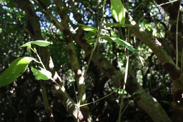 light through the bush