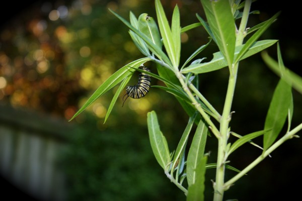 In our garden a caterpillar starts its journey to be a butterfly.