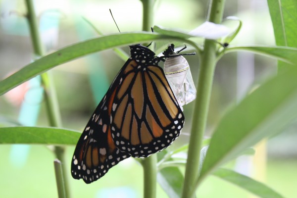 Monarch butterfly