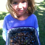 Acorn collecting – a poem