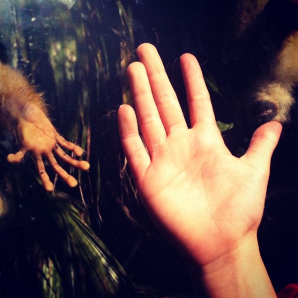 Hi 5 at Wellington Zoo