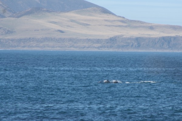 dolphins off the south coast of Wellington