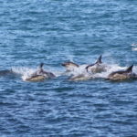 Dolphin Fishing Frenzy Off Wellington’s South Coast!