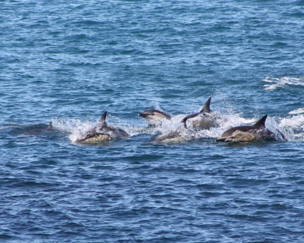 Dolphins at Houghton Bay, Wellington