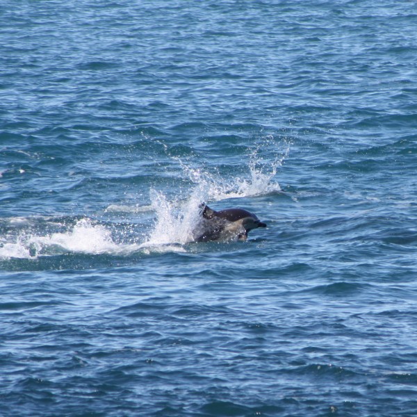 Dolphin leaping in the air off the coast of Wellington