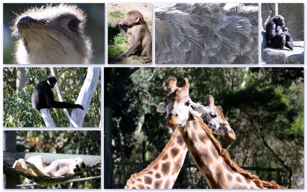 Animals at Wellington Zoo Easter Sunday enjoying the sunshine