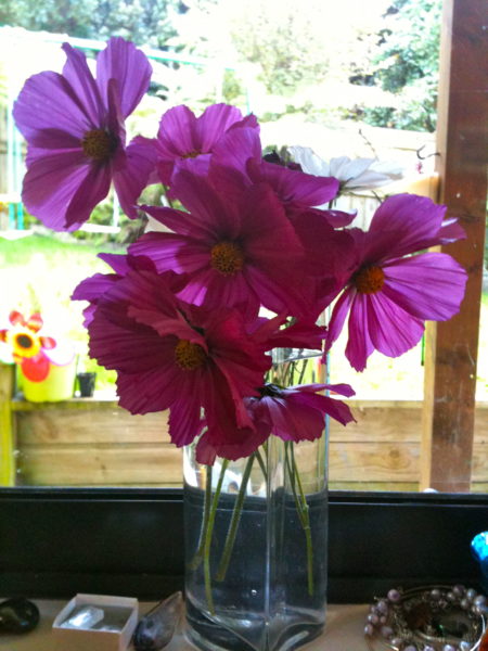 Monday flowers - Cosmos from the garden