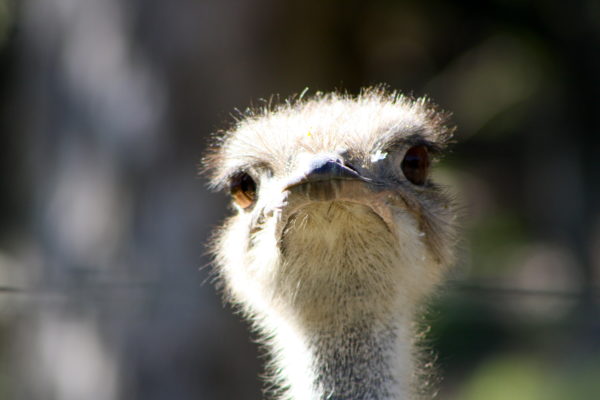 Ostrich at Wellington Zoo
