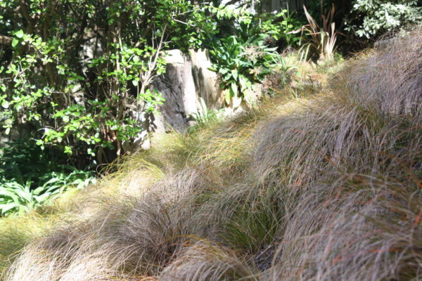Grasses rippling in the breeze in our garden