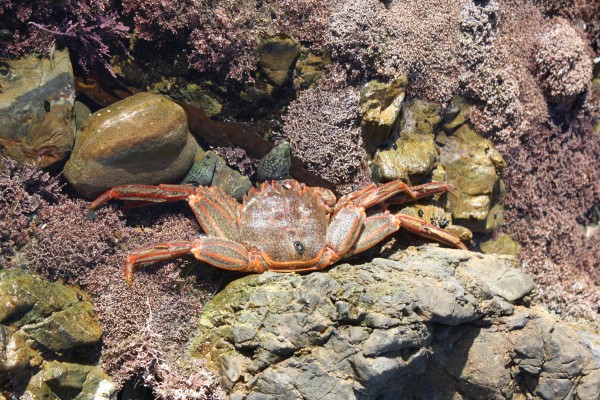 Crab in the rock pools at Princess Bay