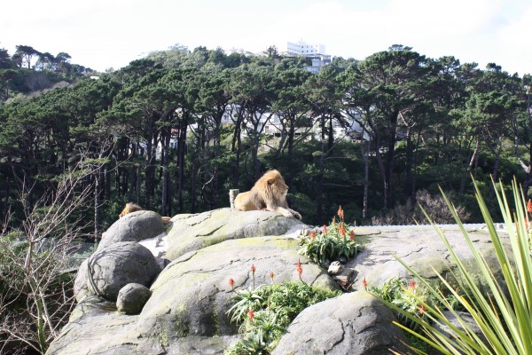 Basking in the winter sun at Wellington Zoo