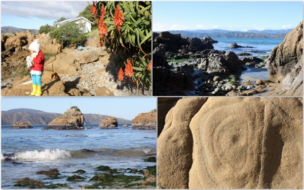 Cats eyes and beautiful shells in the rock pools