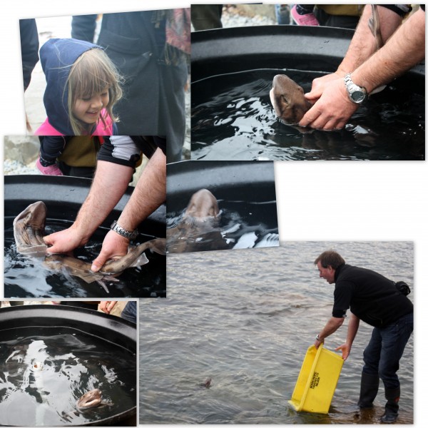 Carpet Shark being released at Island Bay