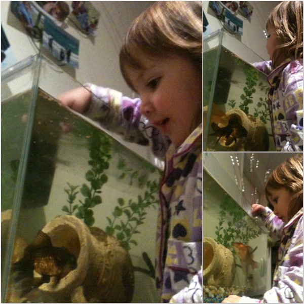 Alice feeding our fish