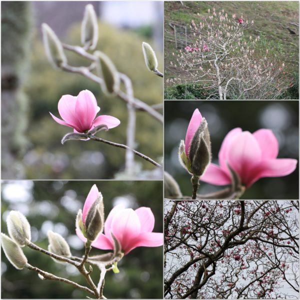 Magnolia blooms in the Wellington Botanical Garden