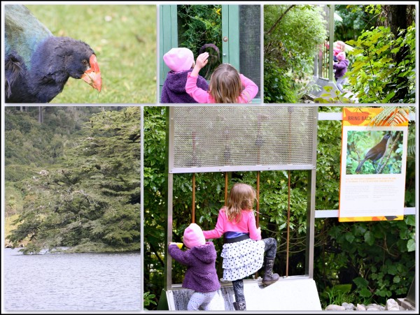Friday morning at Zealandia