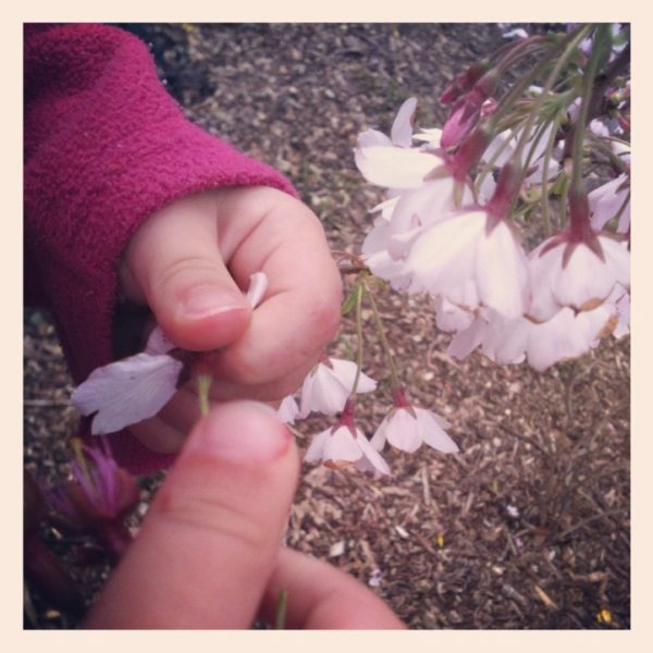 Alice holding spring blossom in the Katherine Mansfield Memorial Park